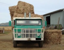 Hay bales can fall from a truck during unloading